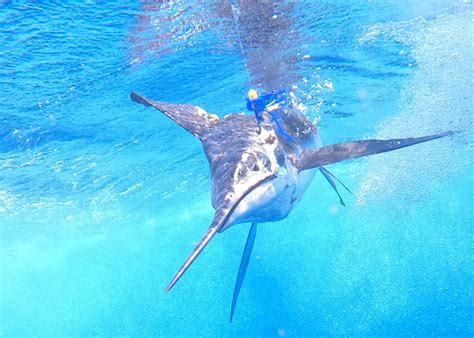 The White Marlin Open | FishTalk Magazine