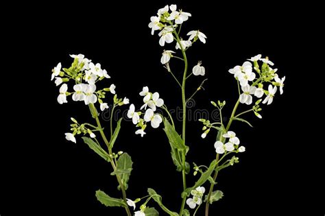 Flowers Of Arabis Isolated On Black Background Stock Photo Image Of