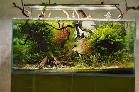Was ist Aquascaping? Tipps, Empfehlungen & Anleitungen