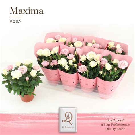 Rosa Rosaweiss Dolcamore Metallic T14 H32 Rosen Pflanzen Heyl