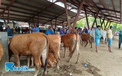 Jelang Idul Adha Harga Hewan Kurban Di Situbondo Naik 15 Hingga 20