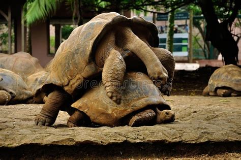 Giant Turtles Having Sex On Mauritius Stock Image Image Of Beaches Cloudy 183341011