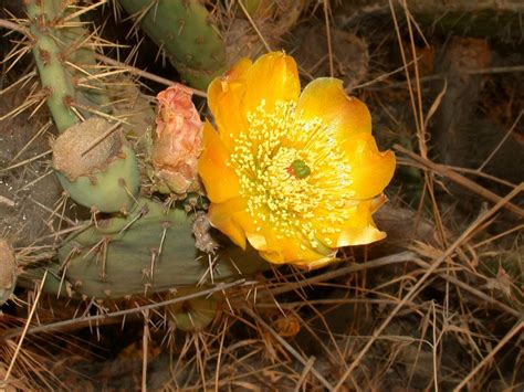 Opuntia Littoralis Cactaceae Image 161042 At PhytoImages Siu Edu