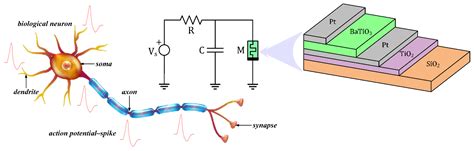 Electronics Free Full Text Volatile Memristor In Leaky Integrate And Fire Neurons Circuit