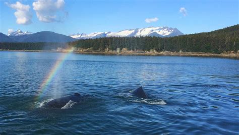 Winter Whales Adventures In Alaska Charters