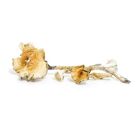 Sex on Shrooms: What You Need to Know - Shroombudz