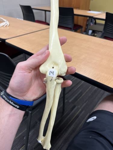 Anatomy Unit 3 Bones Of Elbow Flashcards Quizlet