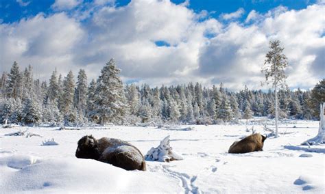 West Yellowstone Montana Winter Snowmobile Vacation Packages - AllTrips