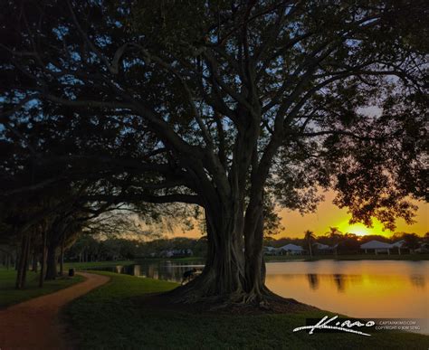 The Great Ficus Tree Lake Catherine Park Sunset | HDR Photography by