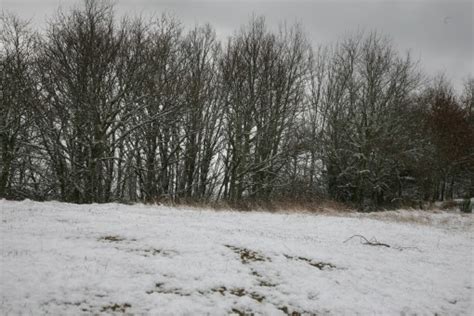 Images Gratuites arbre forêt région sauvage branche neige hiver