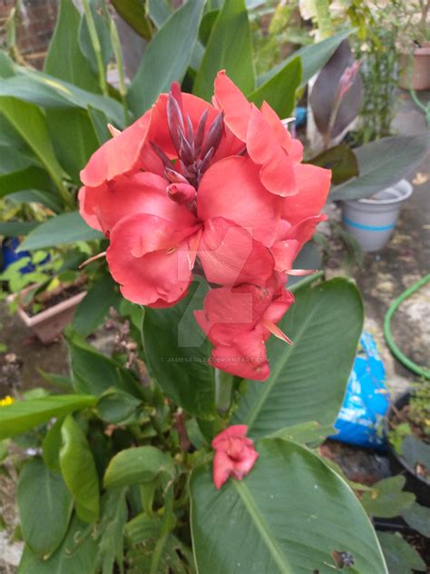 More Red Dwarf Cannas by JamesAGiles on DeviantArt