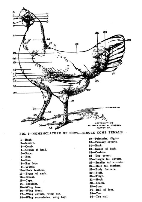 Poultry Nomenclature Open Poultry Standards Australia