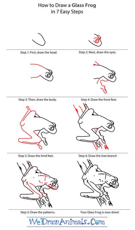 how to draw a glass frog