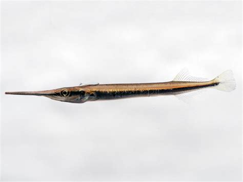 needlefish xenentodon cancila quality marine