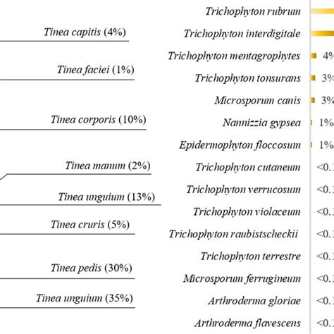 The Relative Frequency Of Dermatophytosis And Dermatophyte Species In Download Scientific