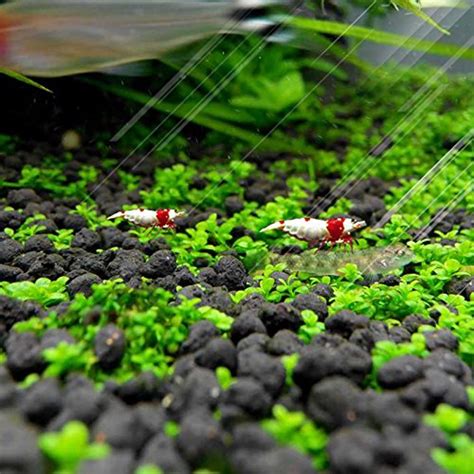 3Pack Aquarium Small Leaf Grass, Aquarium Carpet Help Creates Lush Green Carpet Plant, Native ...