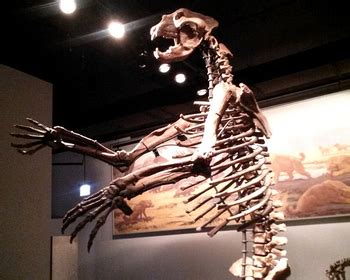 Short-Faced Bear Habitat: Lesson for Kids | Study.com