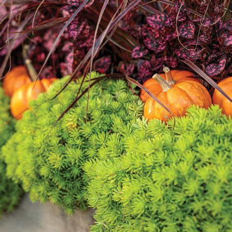 Lemon Coral' Sedum – Jardineries Botanix