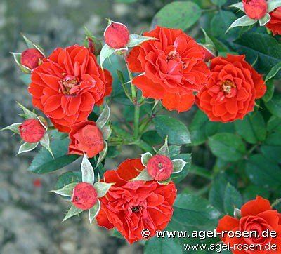 Buy Orange Meillandina ® – Miniature Rose – AGEL ROSEN