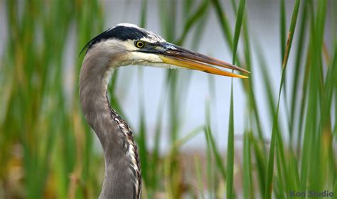 Great Blue Heron Imagine Our Florida Inc