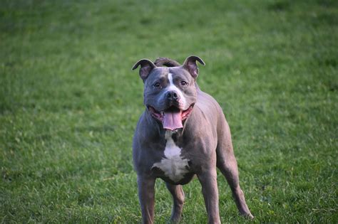 50000 Free Pitbull Dogs And Pitbull Images Pixabay