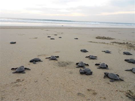 Baby Turtles On the Beach | group of loggerhead turtles on the beach ...