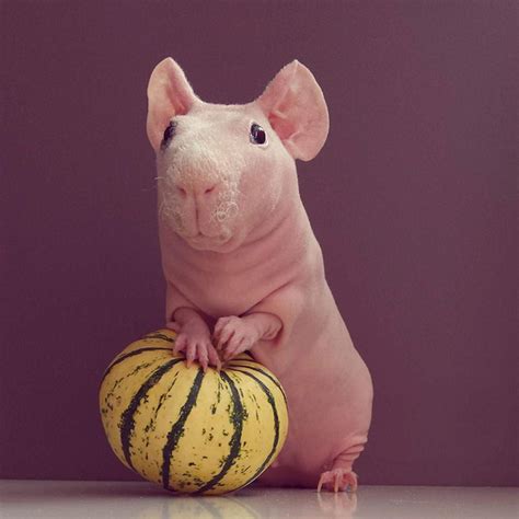 Naked Guinea Pig Poses With His Favorite Food Bored Panda