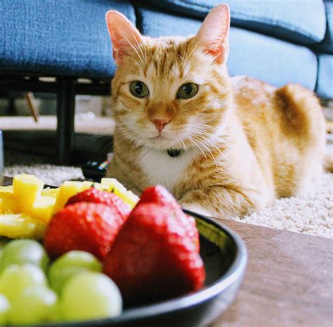 Qu Frutas Pueden Comer Los Gatos Verduras Y Frutas Para Gatos