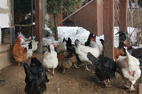 Разведение кур-несушек в домашних условиях для начинающих