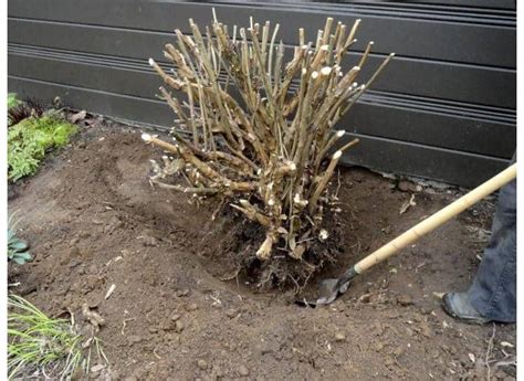 Нужно ли выкапывать гортензию на зиму: виды гортензий, особенности ...