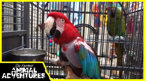 Meet These Adoptable Rescued Parrots Youtube