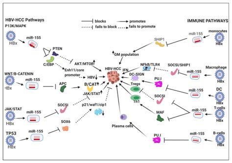 Hbx Induced Mir 155 In Hbv Hcc Immune Pathways This Hbx Upregulated