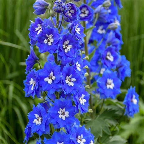 Delphinium Elatum Cobalt Dreams From Nvk Nurseries