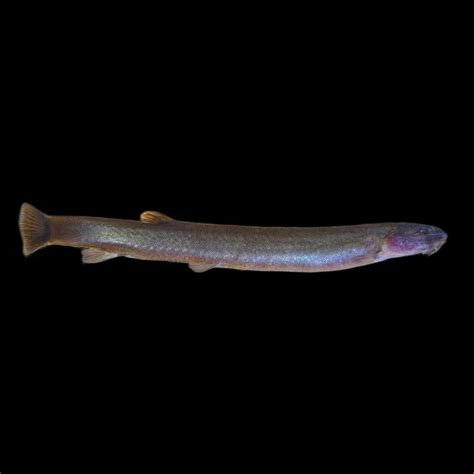 Black Kuhli Loach Obsidian Aquatics