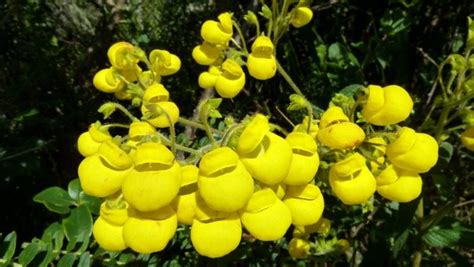 ¿cuáles Son Los Cuidados De La Calceolaria