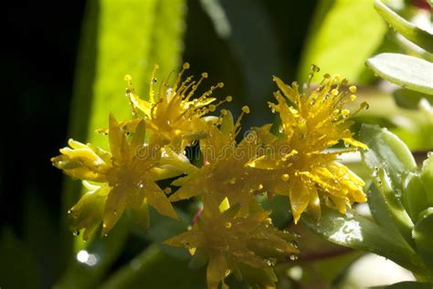 Sedum Sexangulare Stock Image Image Of Closeup Gardening 311988373