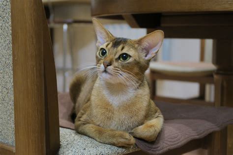 Abyssinian Cat Breed Facts Health Personality And Health Issues