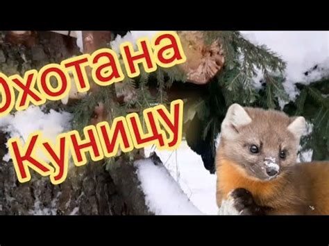 охота на куницу проверка капканов попалась сойка в кулёмку#охота # ...