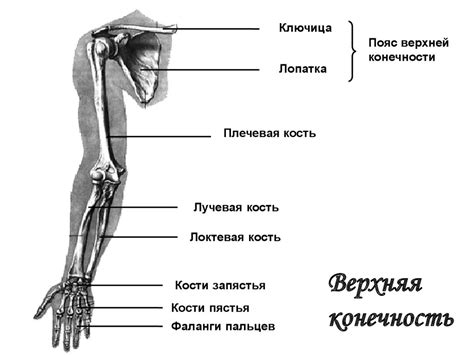 Опорно-двигательный аппарат - презентация онлайн