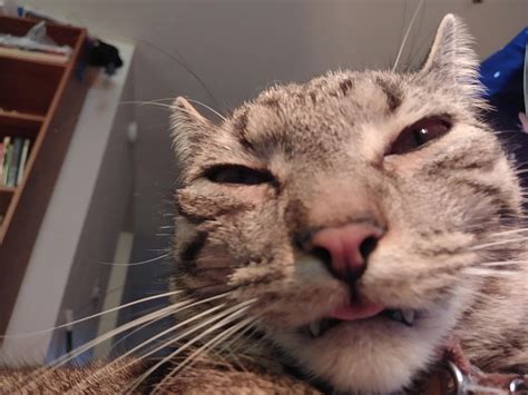 Top 10 Weird Wild Cats at Qiana Flowers blog