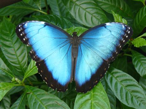 blue morpho butterfly | Blue morpho butterfly, Blue morpho, Morpho