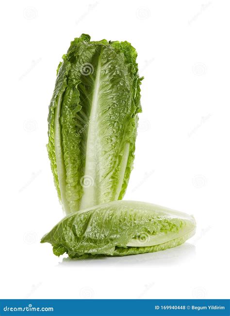 Romaine Hearts stock photo. Image of front, hearts, refreshment - 169940448