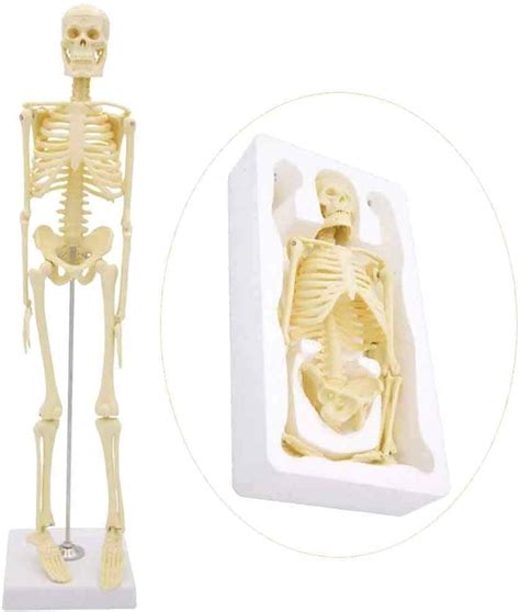 Buy Study Model Educational Model Mini Human Skeleton Model Anatomy