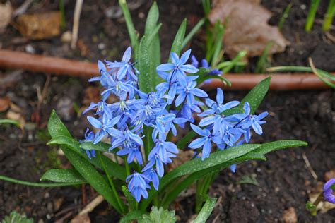 Get To Know The Minor Spring Flowering Bulbs East