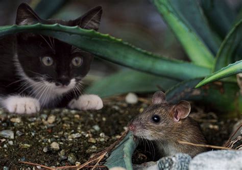 Onde Os Ratos Vivem - Habitat do Rato: Onde Eles Vivem? | Mundo Ecologia