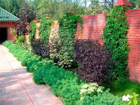 Что посадить вдоль забора на участке. Выбираем лучшие варианты | Plants ...
