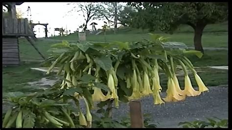 Sehnsucht Nach Vintage Made In Germany Episode 4 German Porn By FapHouse XHamster