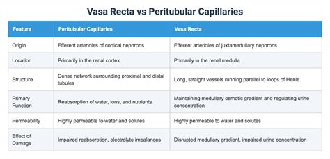 vasa recta  peritubular capillaries