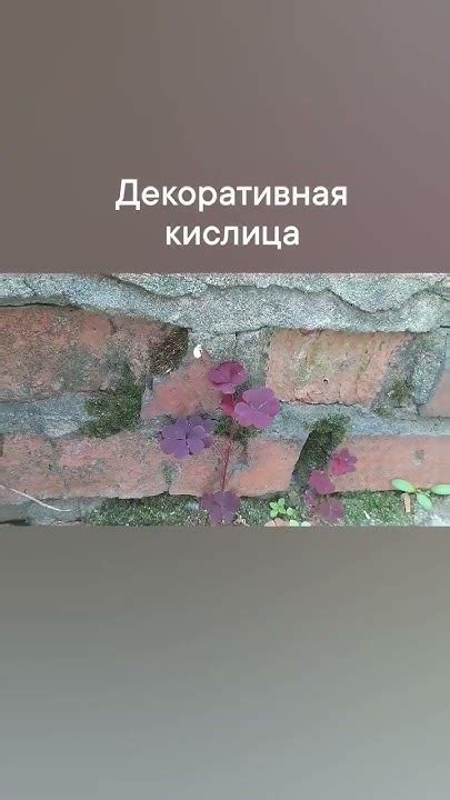 Декоративная кислица - YouTube