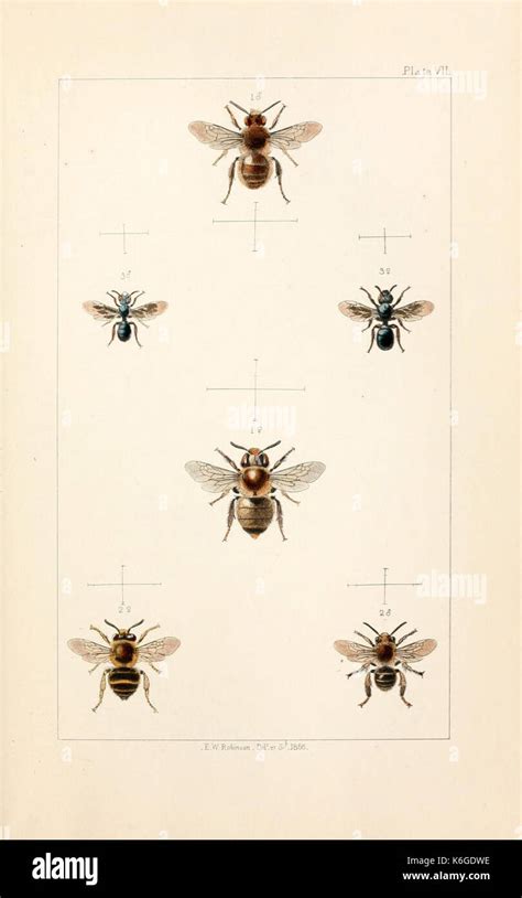 british bees plate vi  stock photo alamy